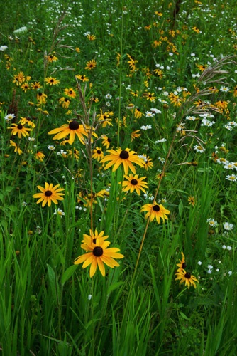 Wildflowers, Delaware Water Gap National Recreation Area (8315 SA).jpg Wildflowers, Delaware Water Gap National Recreation Area (8315 SA).jpg